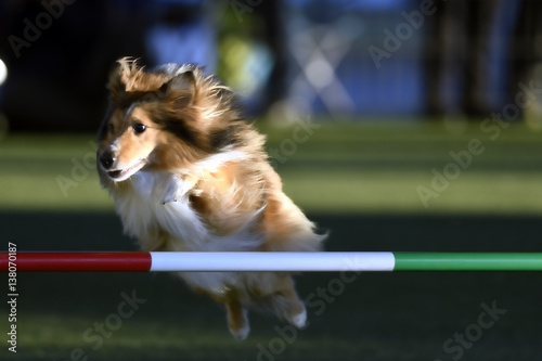 Fototapeta Naklejka Na Ścianę i Meble -  agility dog