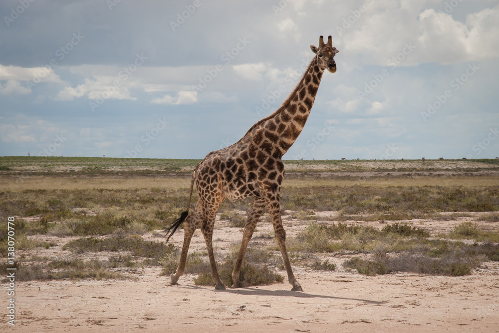 Obraz premium Wild giraffe in Etosha, Namibia