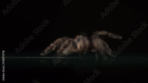 Tarantula spider slowly crawls out of the focus point photo