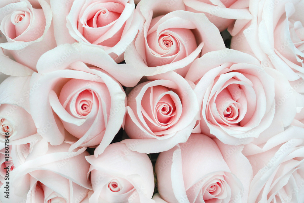 Naklejka premium Soft Rose Buds as a background