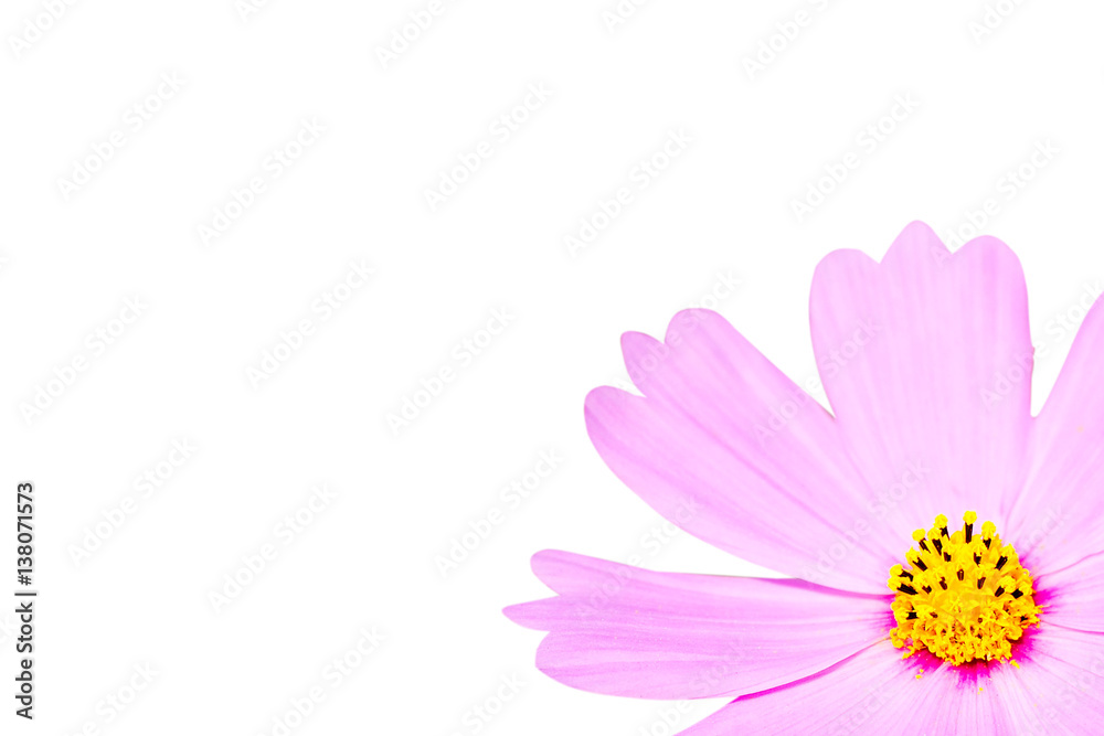 flowers on white background
