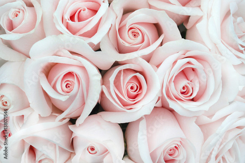 Fototapeta Naklejka Na Ścianę i Meble -  Soft Rose Buds as a background