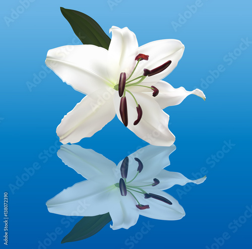 white lily flower with reflection on blue