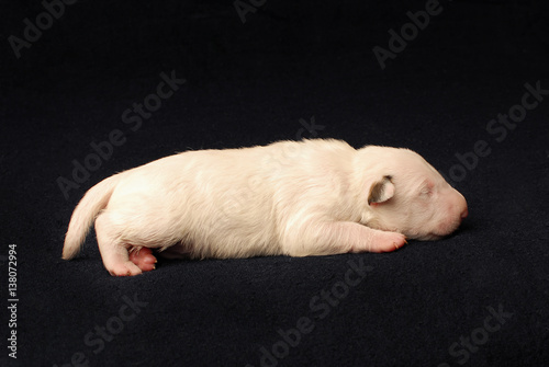 Bull Terrier puppy, 10 days old, lying in side over black background