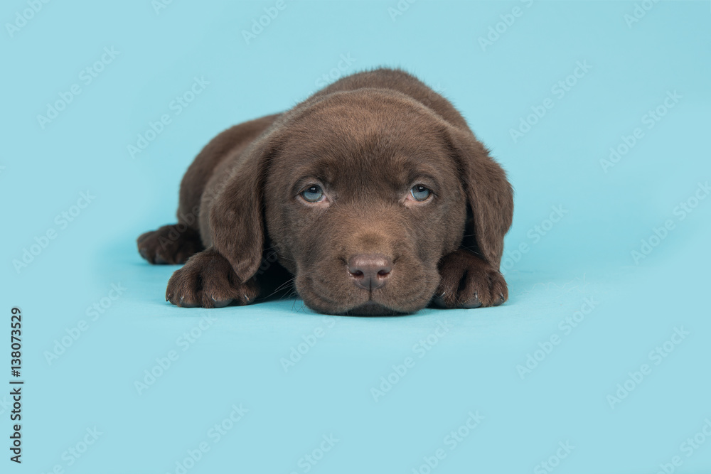 Chocolate brown labrador retriever puppy lying with it head on the floor on a blue background Chocolate brown labrador retriever puppy lying with it head on the floor on a blue background