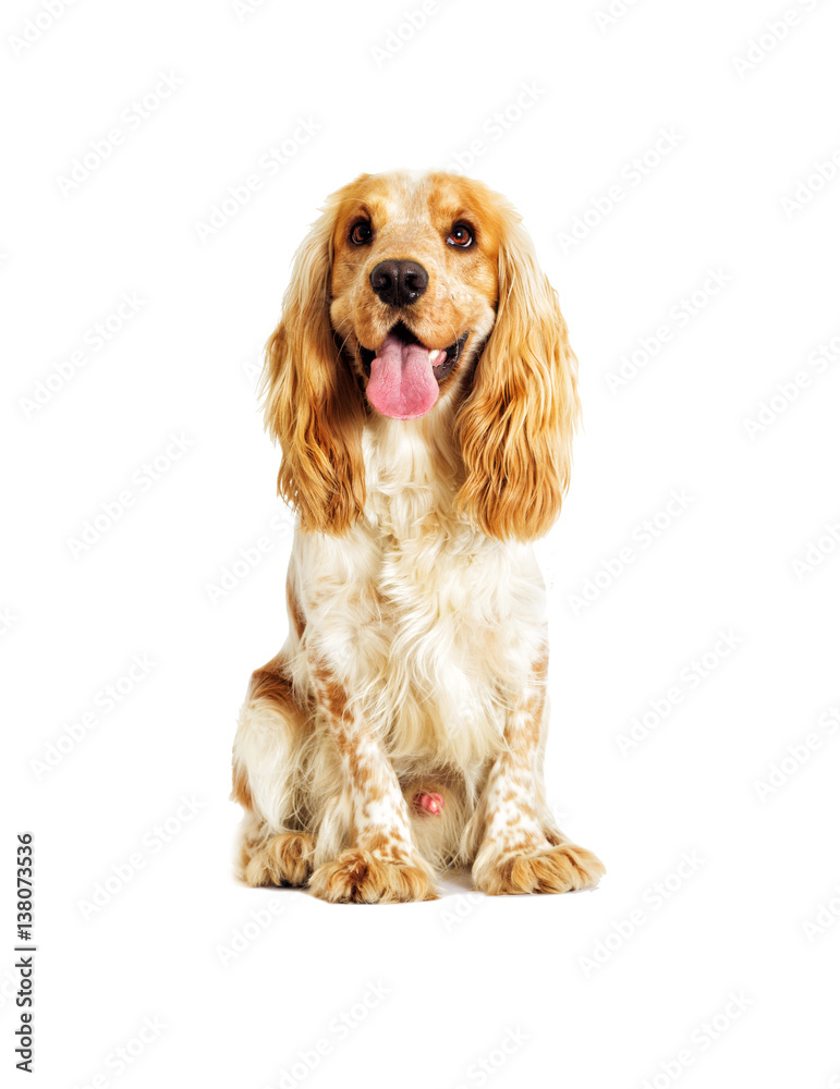 dog on a white background