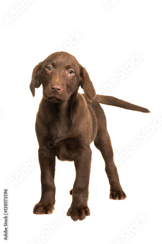 Chocolate brown labrador retriever puppy walking towards you isolated on a white background