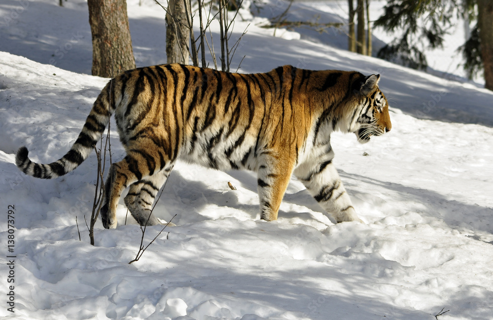 Obraz premium A beautiful Siberian tiger in a wintry landscape