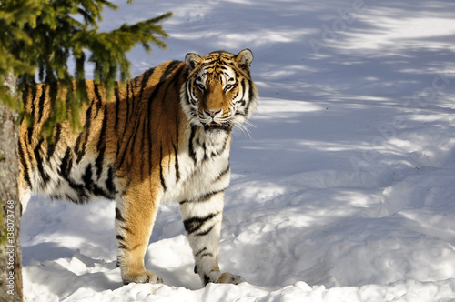A beautiful Siberian tiger in a wintry landscape