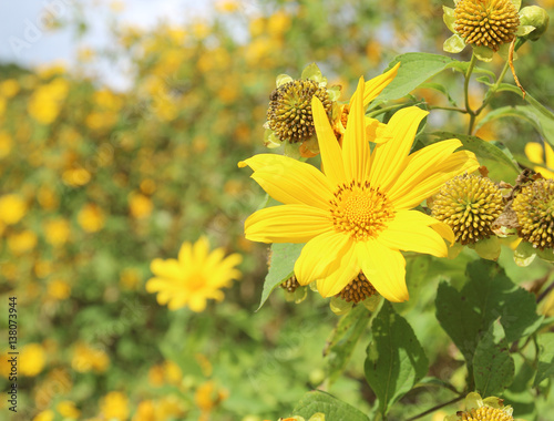 Bua Tong flowers at Doi Mae U Kho, nature-oriented attractions in Mae Hong Son Province, Thailand. photo