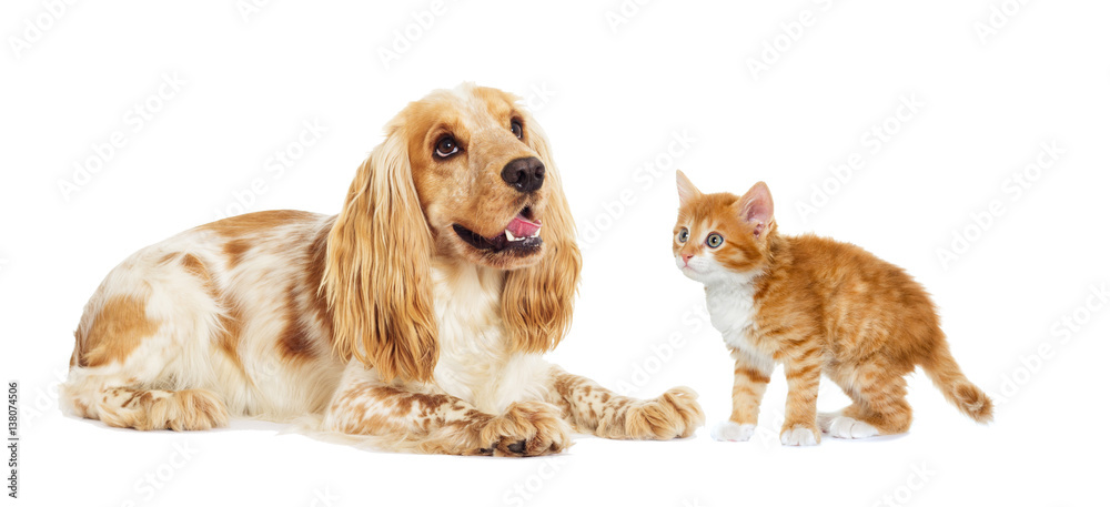 Fototapeta premium dog and kitten on a white background