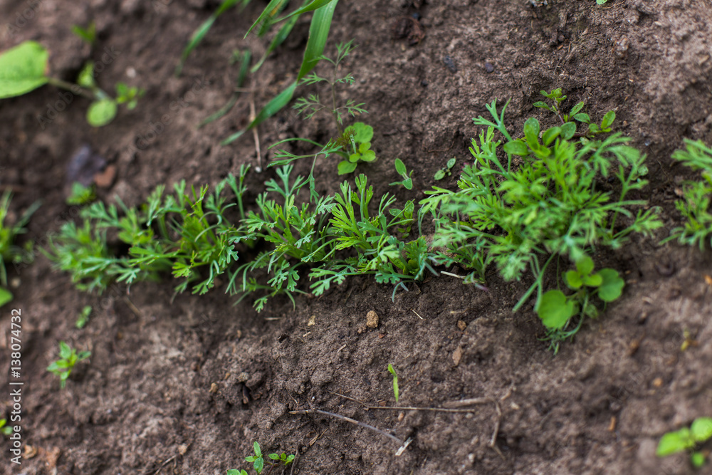 Young sprouts parsley. In the garden bed of spice plants. The upcoming harvest. Young sprouts parsley. In the garden bed of spice plants. The upcoming harvest.