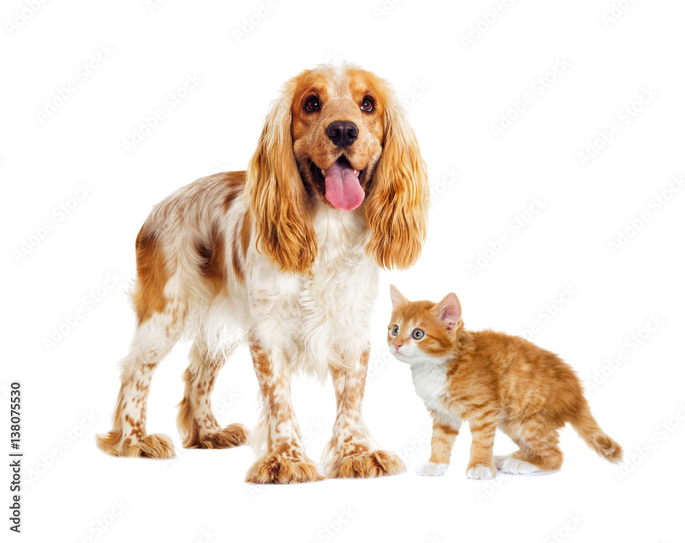 dog and kitten on a white background
