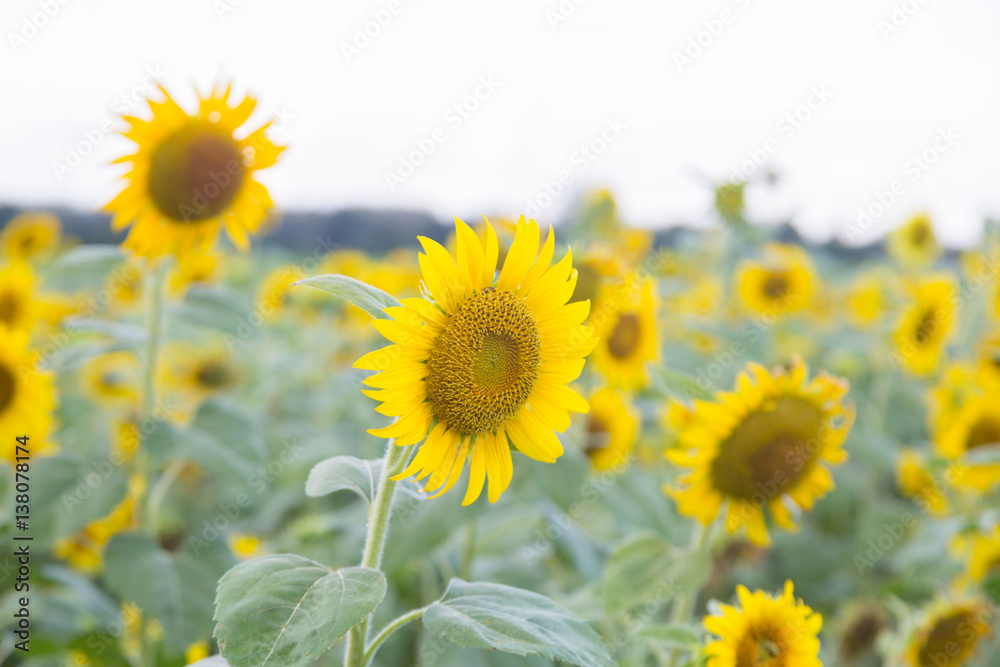 Sunflowers blooming in the field.