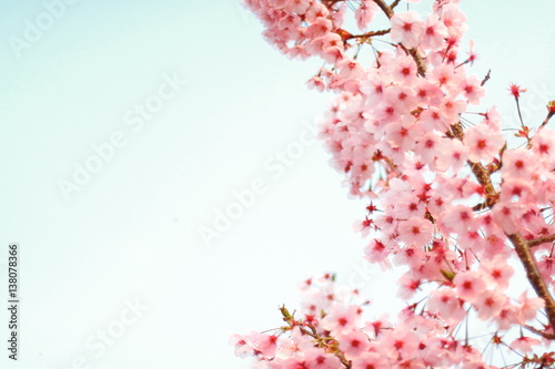 桜 © 隆裕 濱田