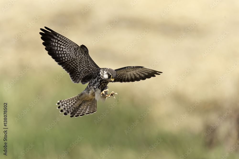 Fototapeta premium Armur falcon flying in nature