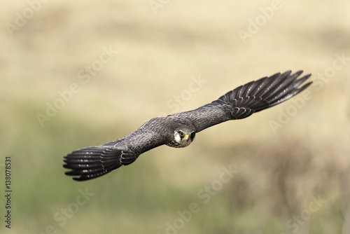 Armur Falcon female flying in nature