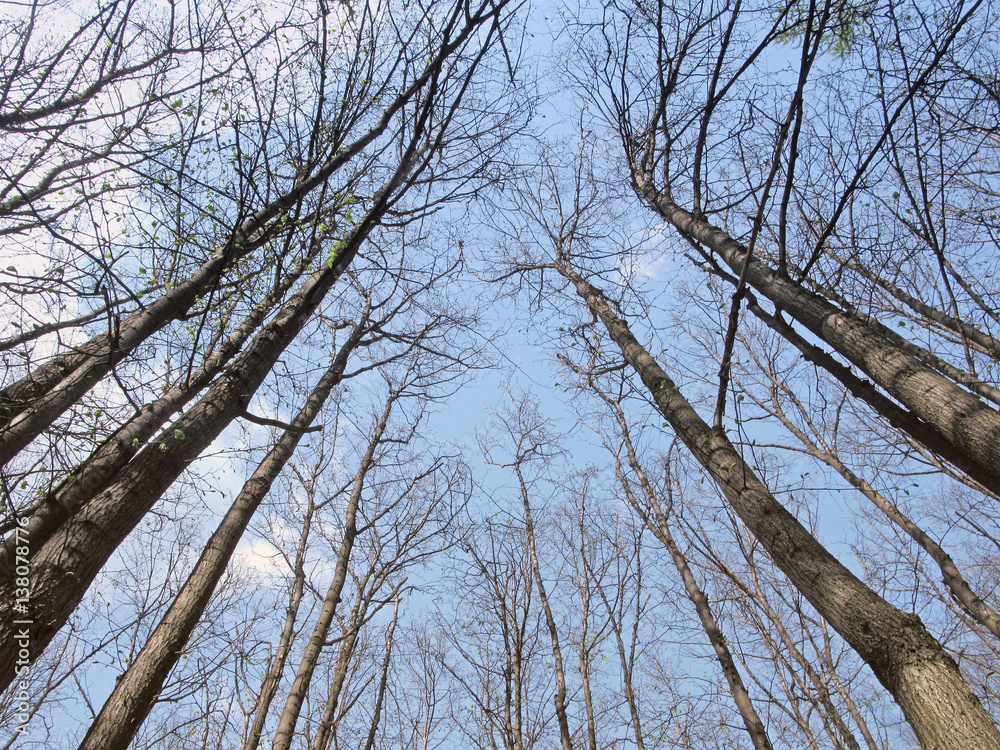 Bare trees upwards to sky. Sunlight on trunks of trees. Bare trees upwards to sky. Sunlight on trunks of trees.