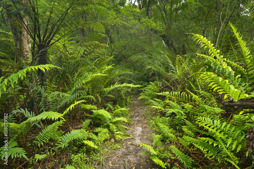 Fototapeta Naklejka Na Ścianę i Meble -  Path through rainforest in the Garden Route NP, South Africa