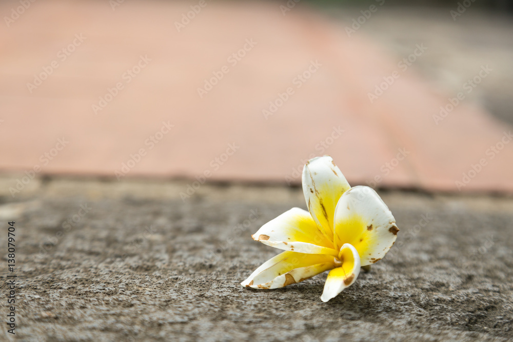White flower that fall on the floor. White flower that fall on the floor.