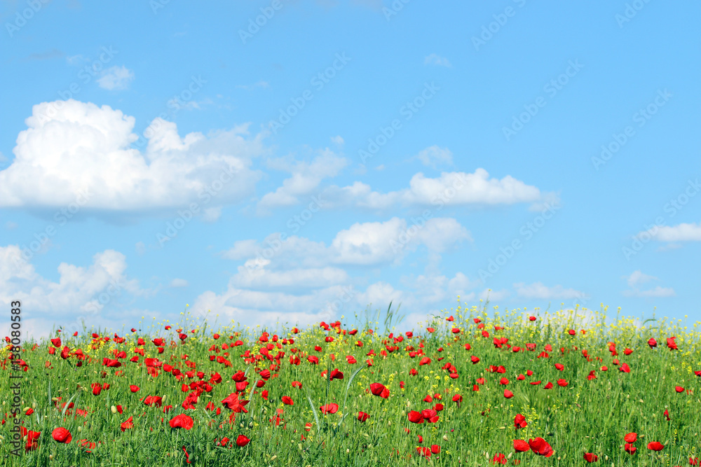 red poppies flowers and blue sky with clouds landscape
