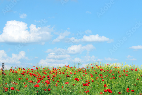 red poppies flowers and blue sky with clouds landscape