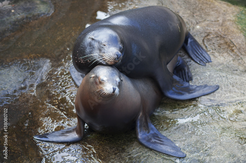 Φωτογραφία seals mating