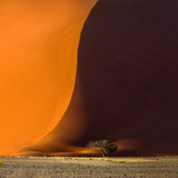 Famous red dune 40 and acacia tree at the foot of it. Sunrise in Sossusvlei, Namib Naukluft National Park, Namibia