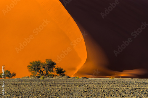 Photos Dune 40 and trees at sunrise, Sossusvlei, Namib Naukluft National Park, Namibia