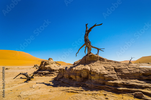 Dead camelthorn tree against red dunes and blue sky in a valley next to Deadvlei. Sossusvlei. Namib-Naukluft National Park, Namibia, Africa