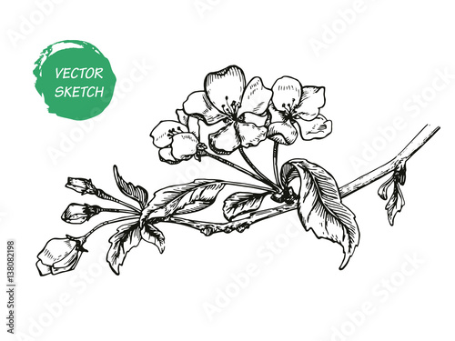 Appleflower Sketch 1