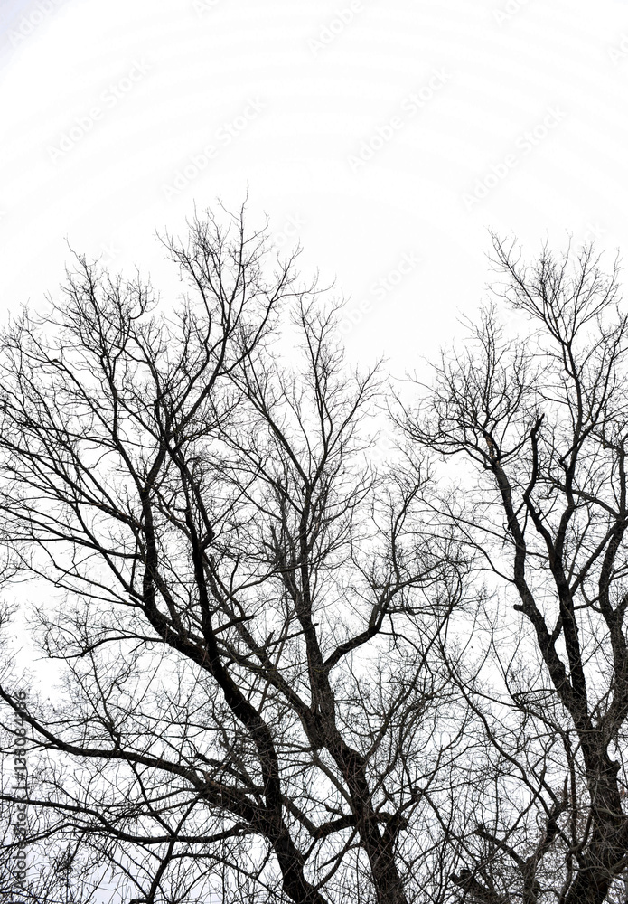 Branches of trees against the sky