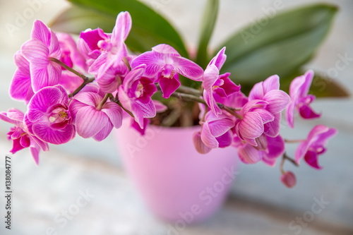 Fototapeta Naklejka Na Ścianę i Meble -  Purple phalaenopsis on a wooden background