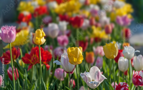 Flowerbed with tulips in the spring-time, selective focus