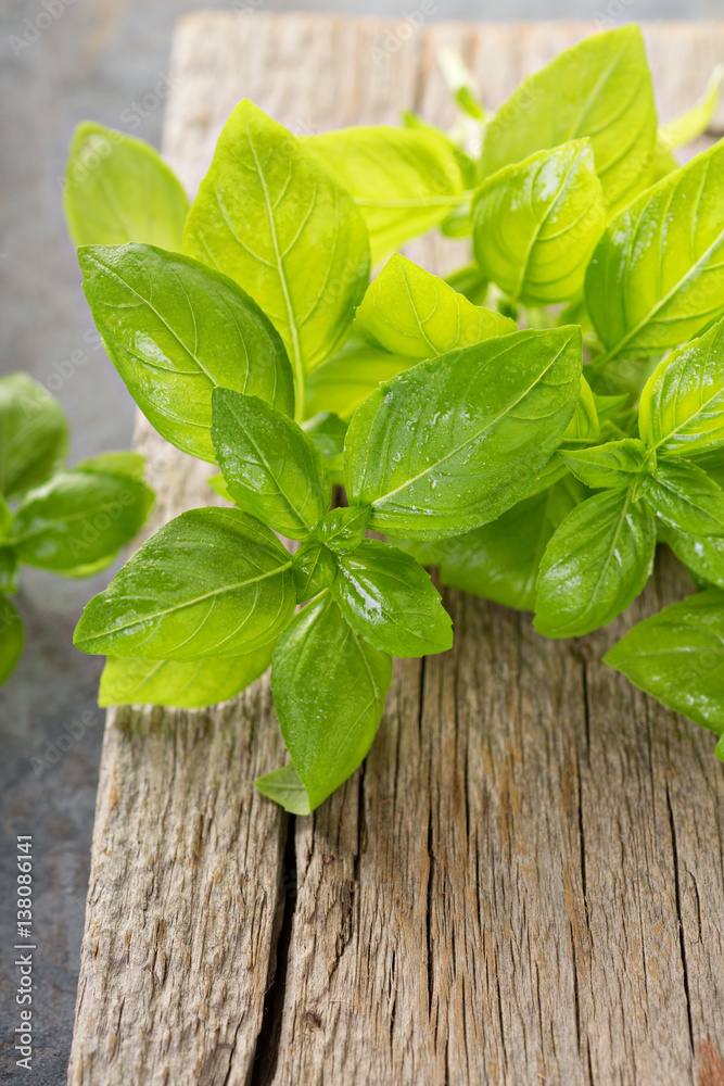 Fresh green basil leaves on a rustic board Fresh green basil leaves on a rustic board