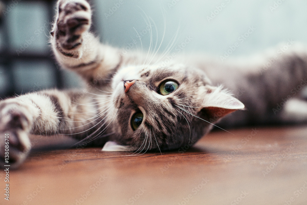 Naklejka premium Piękny szary kot leżący na podłodze. Pojęcie zwierząt domowych.