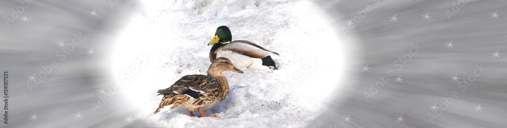Two ducks on the snow. Female wild duck and drake on the dirty spring snow in a white oval frame on a horizontal gray abstract blurred background with graphic snowflakes Two ducks on the snow. Female wild duck and drake on the dirty spring snow in a white oval frame on a horizontal gray abstract blurred background with graphic snowflakes