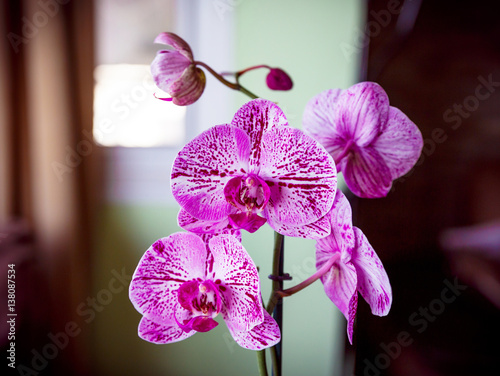 pink and white beautiful orchid photo