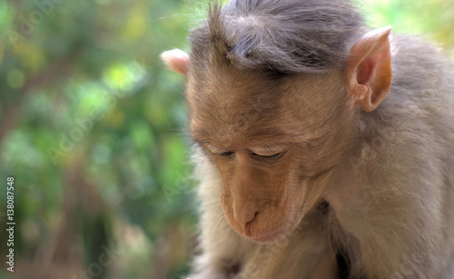 Indian macaques, bonnet macaques, or (lat. Macaca radiata).