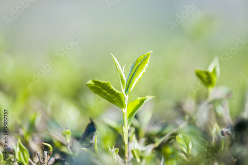 Green tea bud and fresh leaves. Tea plantations at Moc chau district  Vietnam