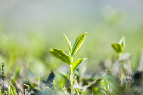 Green tea bud and fresh leaves. Tea plantations at Moc chau district  Vietnam