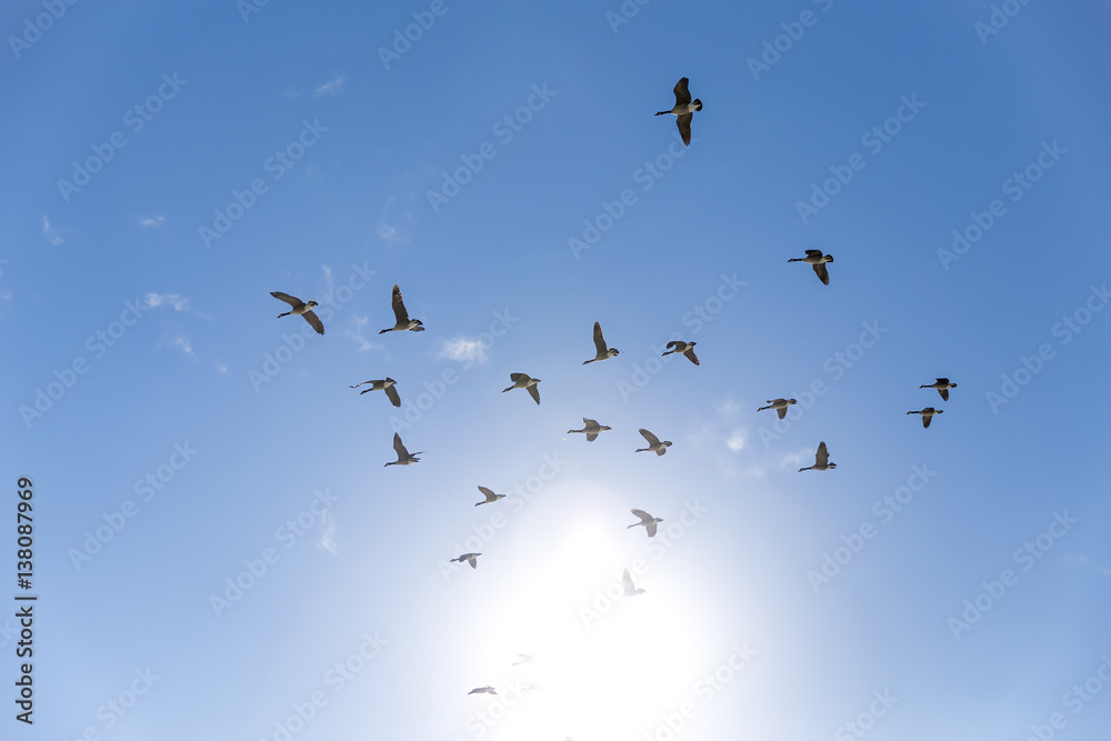 Obraz premium goose flying in the blue sky. birds of passage. mallard ducks come back from warm countries in spring. the concept of homecoming