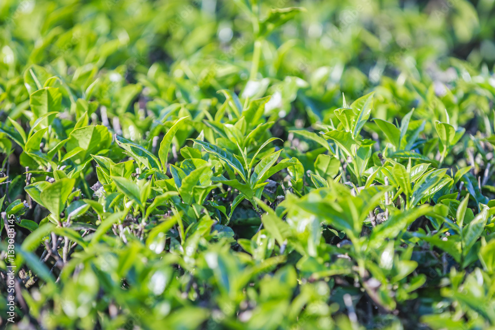 Green tea bud and fresh leaves. Tea plantations at Moc chau district, Vietnam Green tea bud and fresh leaves. Tea plantations at Moc chau district, Vietnam