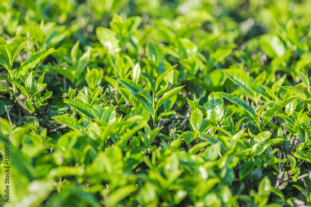 Green tea bud and fresh leaves. Tea plantations at Moc chau district, Vietnam Green tea bud and fresh leaves. Tea plantations at Moc chau district, Vietnam