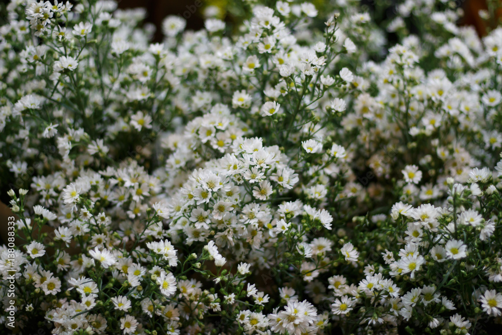 White flowers abstract background: White Cutter Flowers White flowers abstract background: White Cutter Flowers