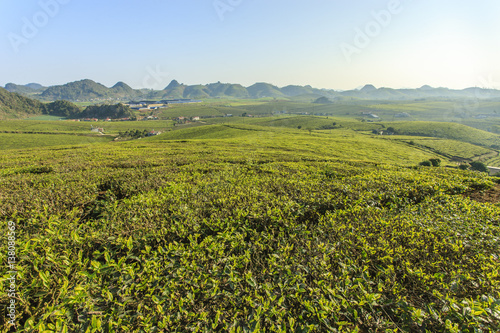 Green tea hills