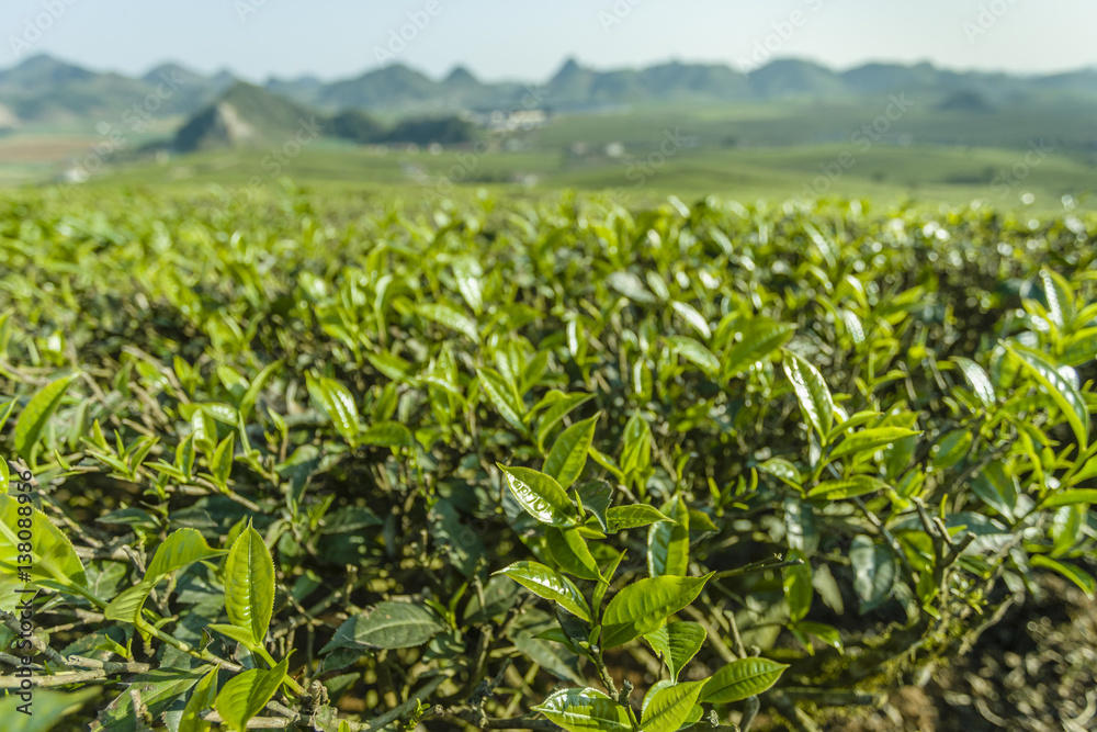 Obraz premium Green tea hills