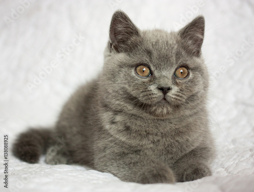 British blue short hair kitten on white background, indoor, portrait © Ruta