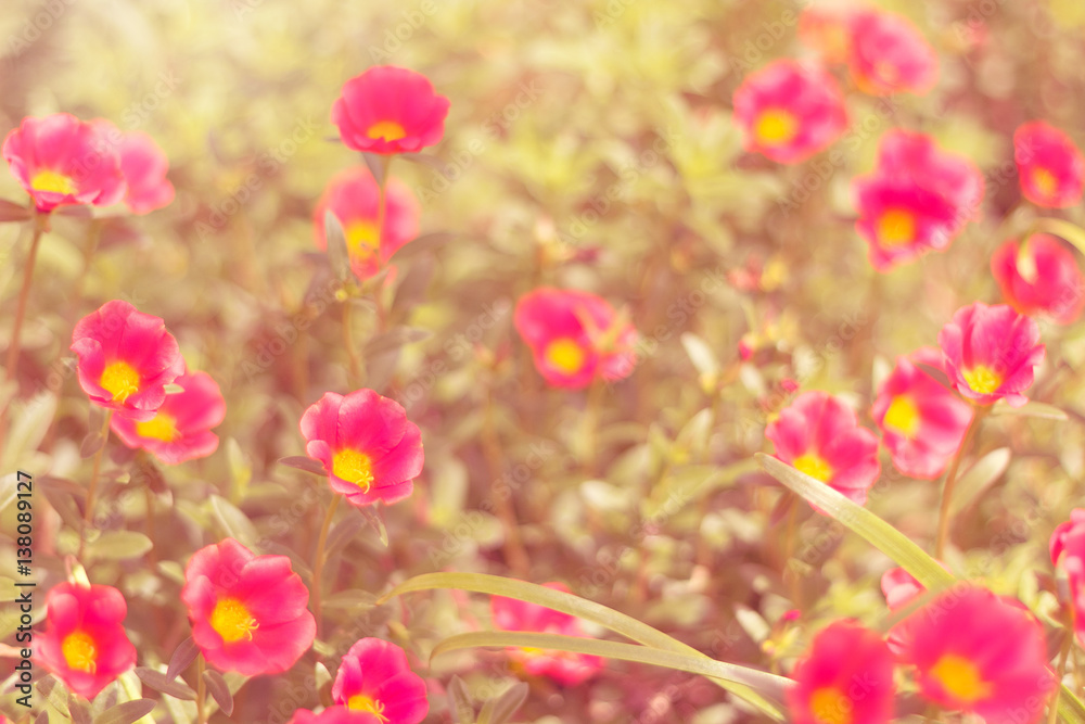 Fototapeta premium Colorful flower 