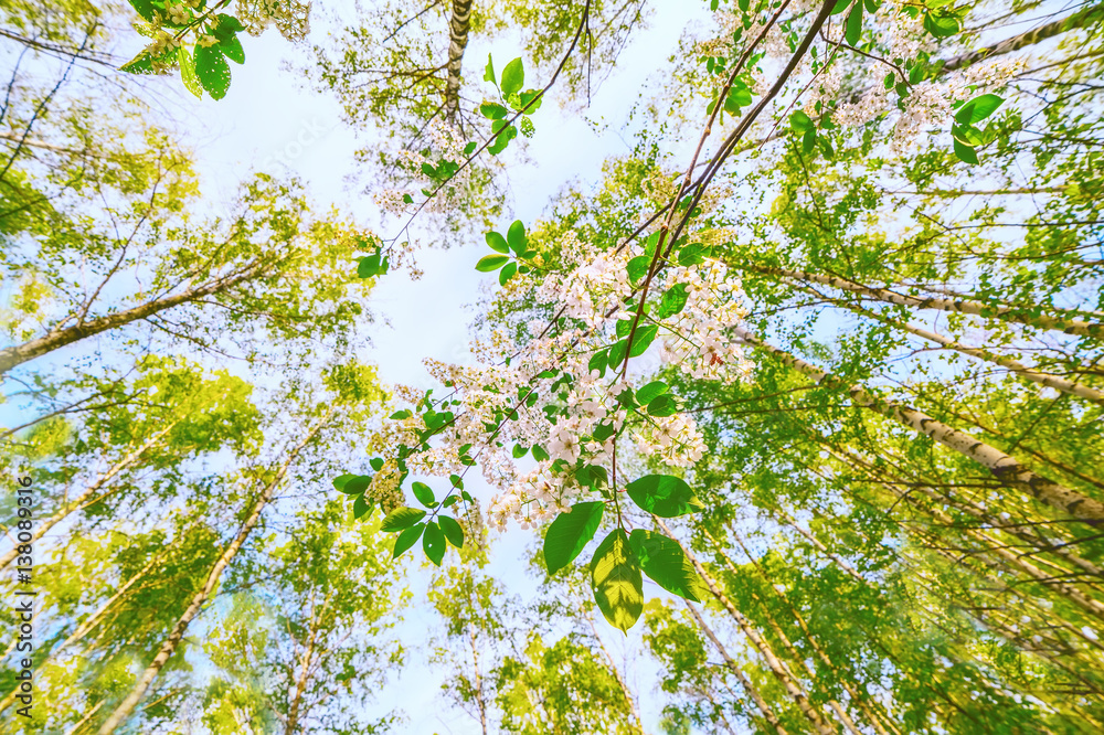 wild bird cherry blossom branch in spring birch forest. View up to the sky.
wild bird cherry blossom branch in spring birch forest. View up to the sky.